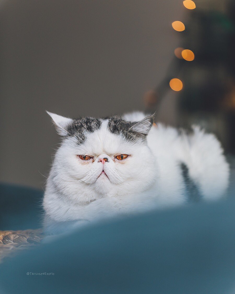TarsuszeExotic's tweet photo. When mamarazzi stalks you 24/7 all you can do is pretend to get teary eyed so she can leaves you alone!!😭🙏🏻😆
🔻
#catsofinstagram #cutepetclub #whiskerwednesday #exoticsofinstagram #catsofig #cats_of_instagram #bestmeow #happycatclub #vegansofig #cutewildanimals #COIcommunity https://t.co/JqHsvYB4x3