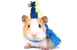 Oak Hill is giving back! We are asking for students to please donate new gloves, scarves, &amp; toboggans. (these items must be new!) We will collect these items until Dec. 20th All the items we receive will be donated!!
**Let's show our Bulldog Pride!!** #bulldogstrong