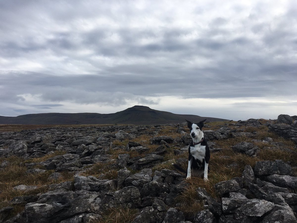 One from earlier this week before the rains came! Scales Moor #YorkshireDales