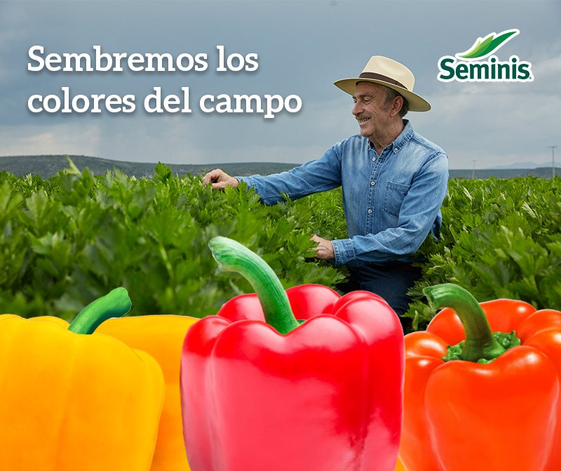 SeminisMX's tweet photo. En Seminis contamos con pimientos rojos como Caravaggio, amarillos como Kitrino y naranjas como Tamayo: todos con excelente resistencia y calidad del fruto. ¿Estás cosechando alguna de estas tres variedades? #SembremosLosColoresDelCampo https://t.co/e79vjfKOOa