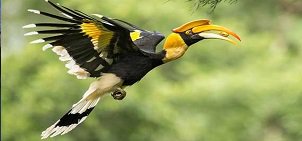 Corbett Tiger Reserve tweet media