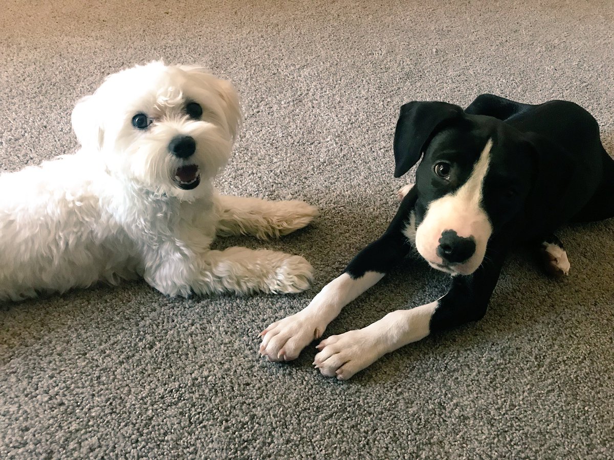 YourOnlyThought's tweet photo. “The world would be a nicer place if everyone had the ability to love as unconditionally as a dog.”
―M.K. Clinton ❤️ #Milo #Nova #Maltese #Labpit @EEKAZ2 https://t.co/kyOB9paIJj