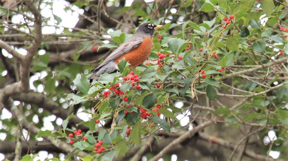 loukyparks's tweet photo. We had an unexpected, but welcomed visitor perched on the holly tree outside the Parks Administration building. Guess it's planning to "deck the halls with boughs of holly." #rockinrobin #boughsofholly https://t.co/fMHglmKfCQ