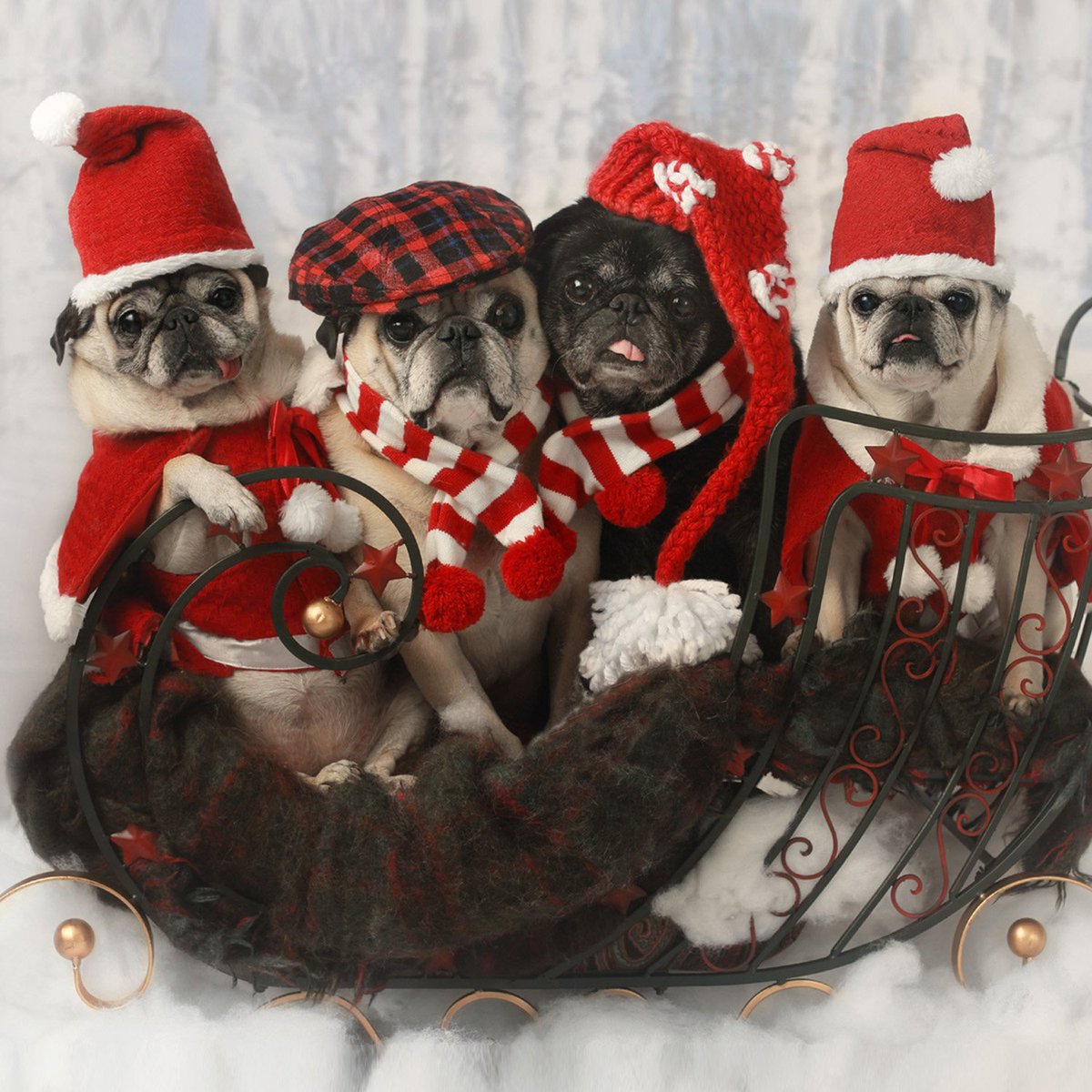 lvpugsandkisses's tweet photo. Sending a sleigh full of pug love your way 🎅💚❤️💚❤️🎄#happywaybackwednesday #foreverandalways #clarafrancis #oliverjames #rileysteven #grettarose #lvpugsandkisses https://t.co/I58arKdlOm