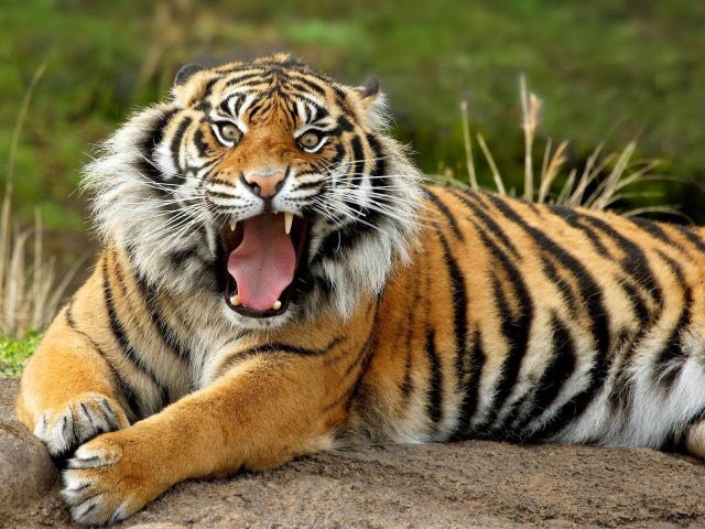 RajaEffandy's tweet photo. Alololo garangnyaaaa diaaa... #AFFSuzukiCup2018 #HarimauMalaya #FinalAFF2018 #MalaysiaBoleh https://t.co/kr8RCth6GR