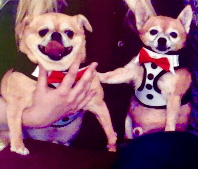 minnimascot's tweet photo. @puppypalsbob my mom dressed us as Spy puppies for our Christmas picture. I always get hiccups too!! 🐾❤️🎄 https://t.co/iuJHYaECjy