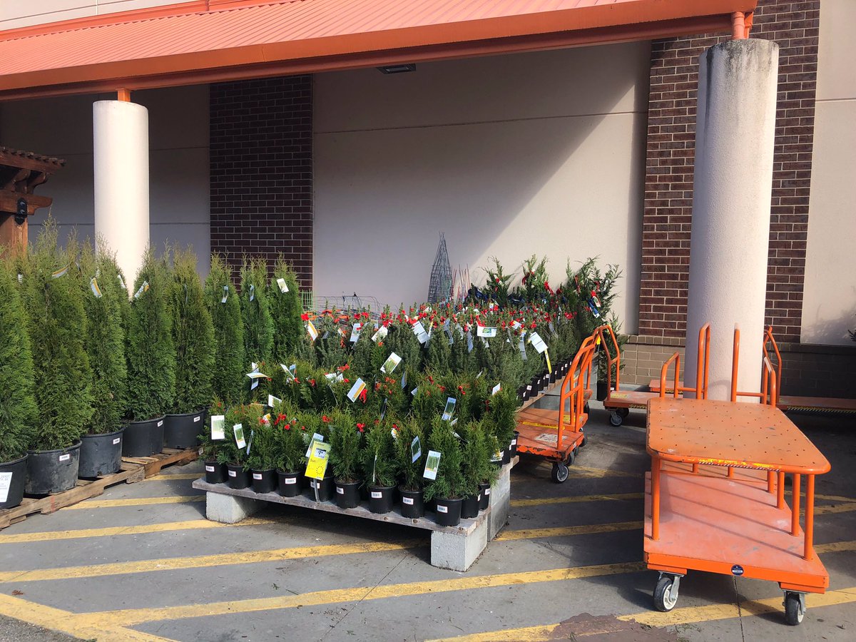 Beautiful holiday greenery and living Christmas trees are available at Home Depot 159 - Midtown Atlanta, Ga.  Perfect for your holiday decorating needs!! <a href="/freddyplants/">Fplants</a> <a href="/JohnTuten2/">John Tuten</a> <a href="/ChrisBergHD/">@ChrisBergHD</a>