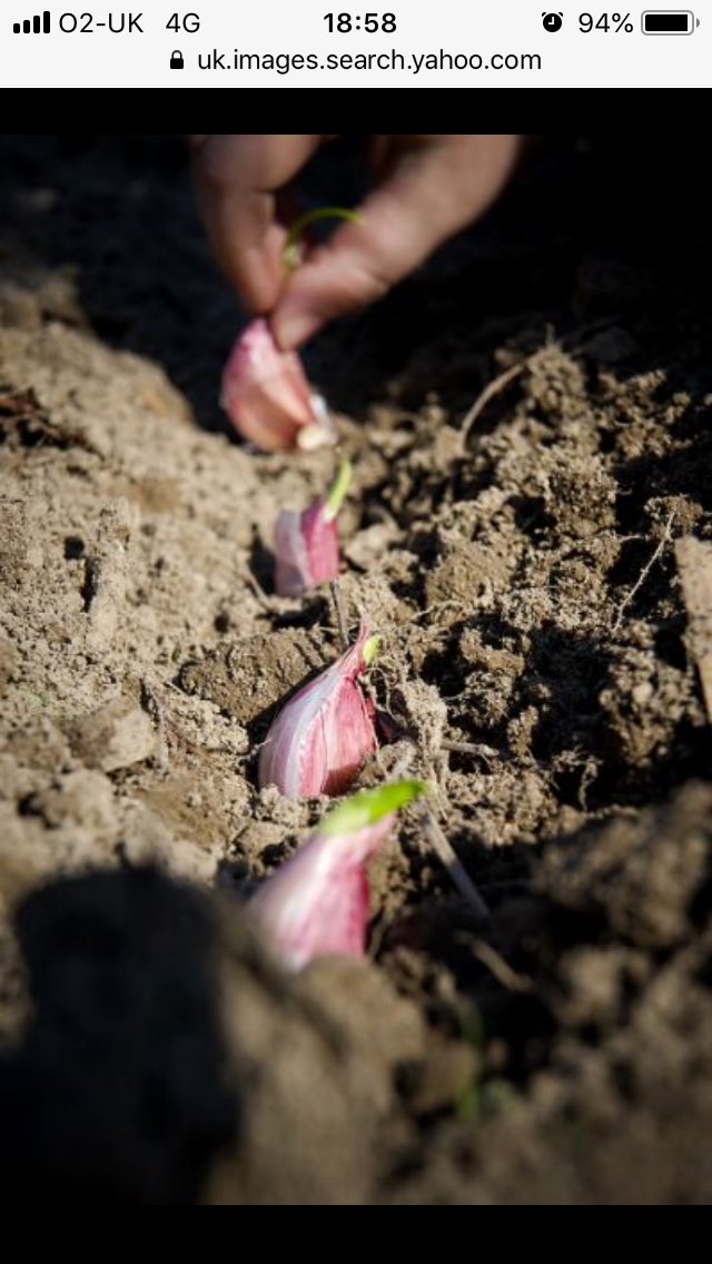 bloominwhit's tweet photo. We are garlic #planting this #Saturday #morning at #whitstable #library beds.. come and join the fun! 10-11am on Dec 8th. #community #gardening #communitygarden #garlic #familyfun #volunteering https://t.co/ckIJWdls1d