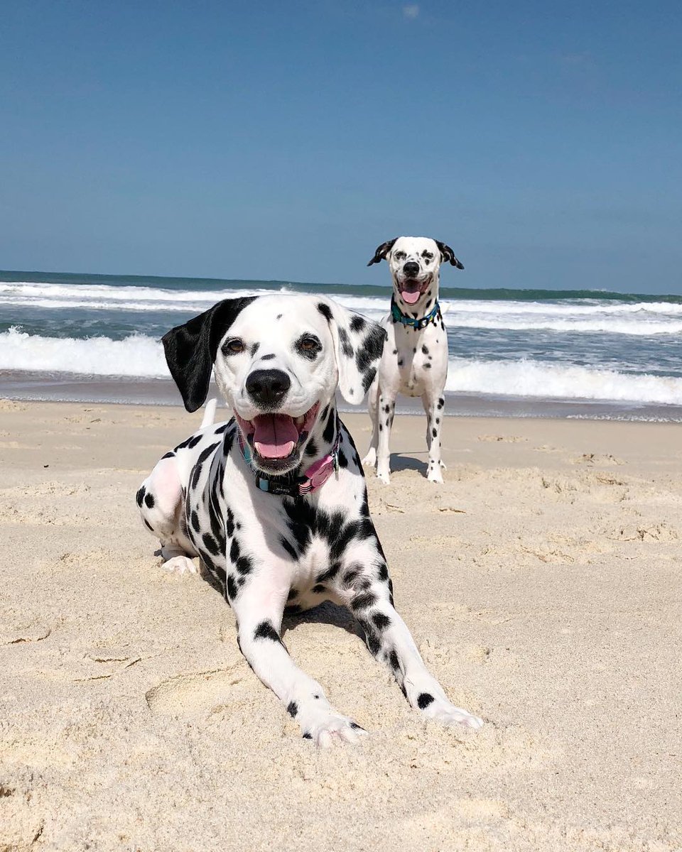 We’re playing on the beach with Pingo and Nina — Dalmatian pals who live together in Rio de Janeiro. #WeeklyFluff
https://www.instagram.com/tv/BrBEmIYBtOV/
