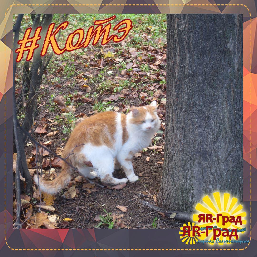 yar_gradsoln's tweet photo. 😸Солнечногорские КОТЭ...

Добряк))
#котэСолнечногорья #котэ https://t.co/Eg46JH1Rzi