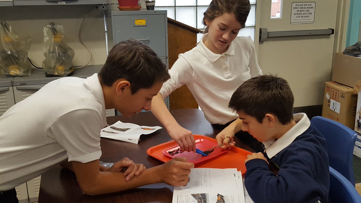 Juliefs77's tweet photo. 6th graders had a blast completing grasshopper dissections in science this afternoon. Hands-on learning at its best! #StCatherineColts https://t.co/2XFNzDZKoH