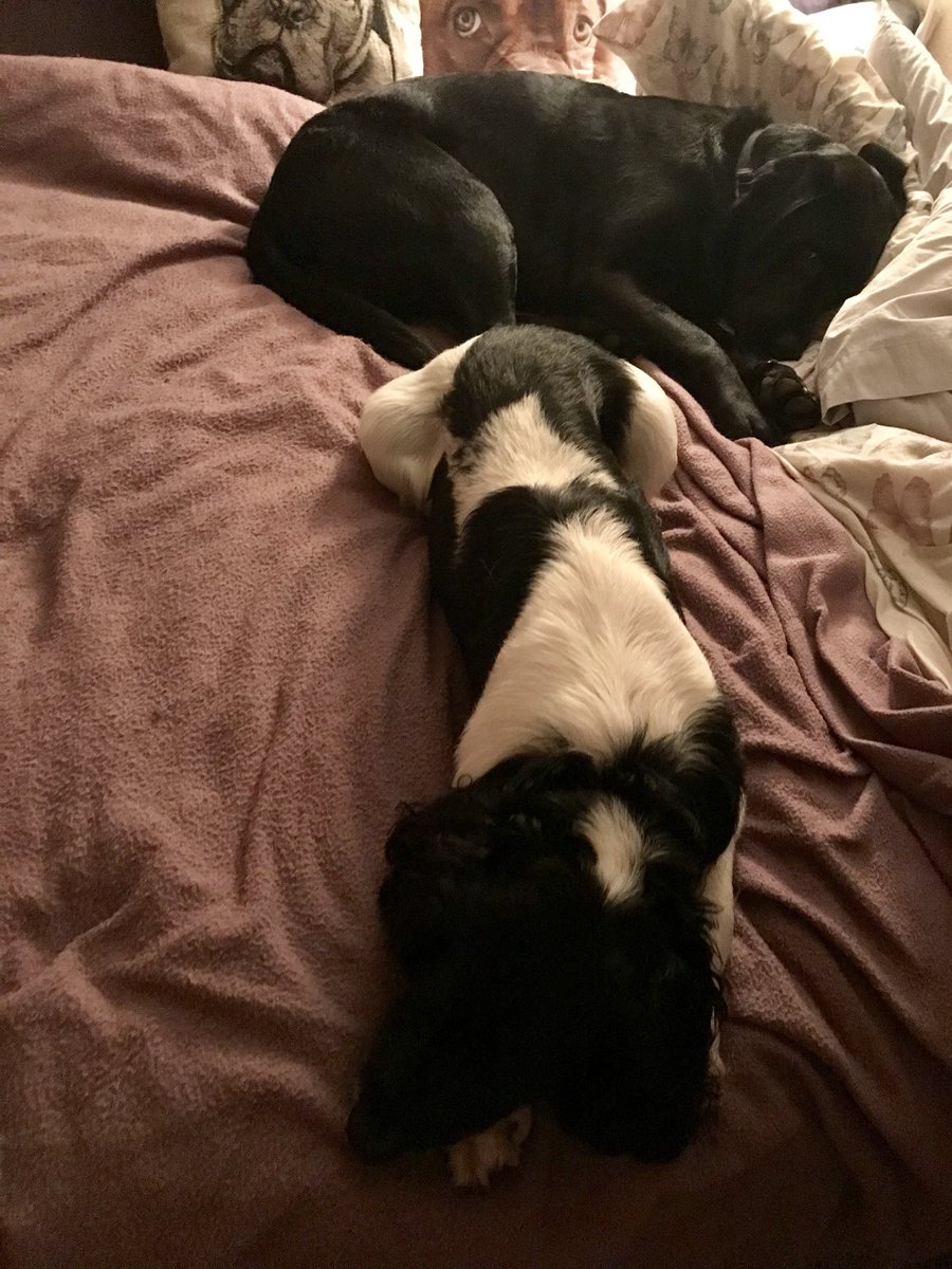 AwesomeSpaz12's tweet photo. When the π§ββοΈhas been working us like literal dogs this week so we decided to make a nest out of her bed & take a well deserved snooze.... #cheeky #whatsgoodforthegoose #sleepyspan #dozyDor #ComfyMuch? ππ€¦ββοΈπΎπΎ https://t.co/q7hFsbKSAK
