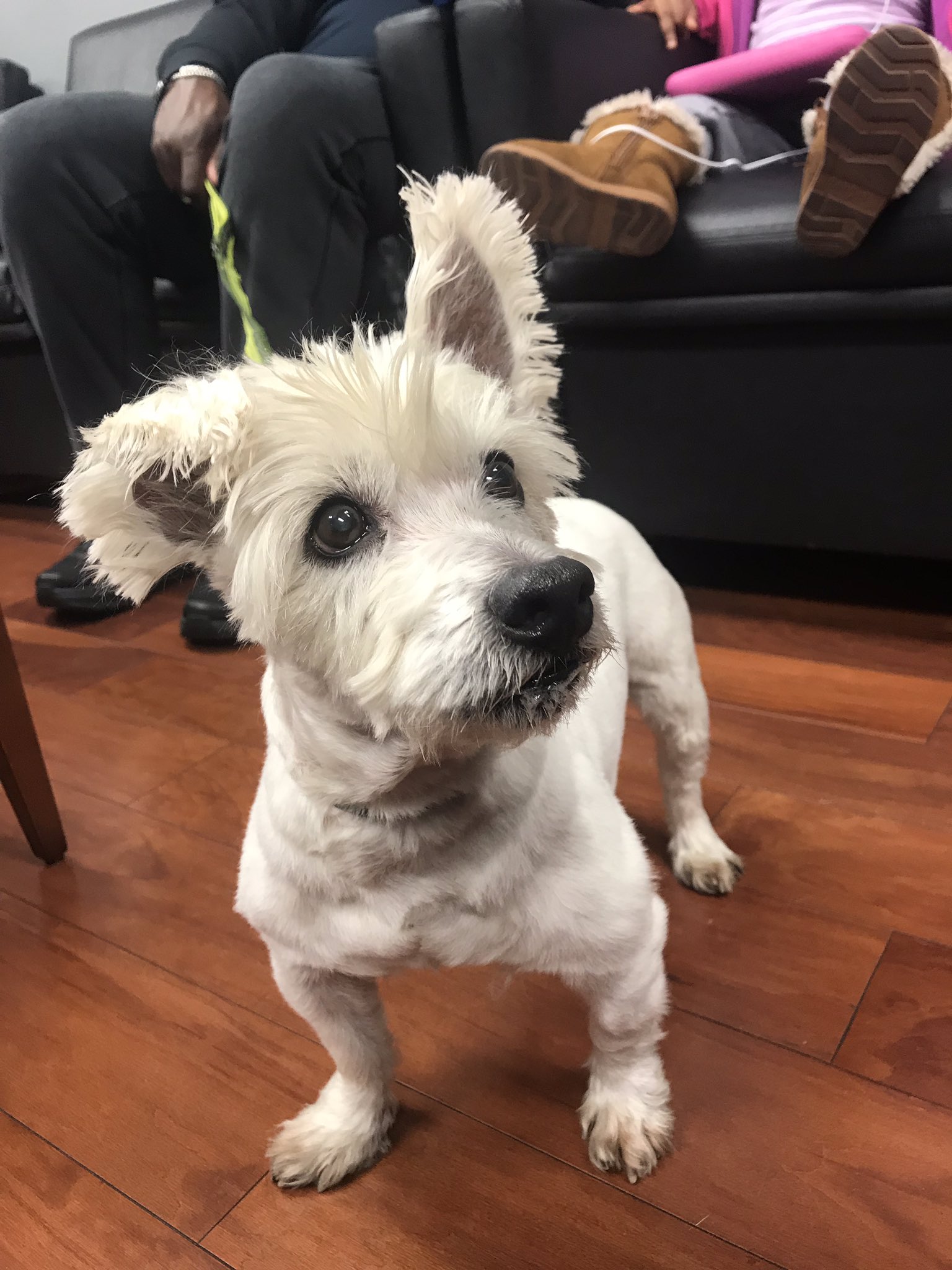 Jim Keras Subaru Covington Pike on Twitter "Meet Winston, our Jim