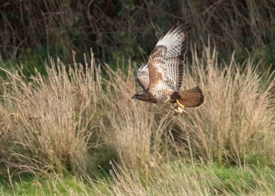 oaktreecwtch's tweet image. #Buzzard just picked up a takeaway! #PoorToad  #WildlifeAdventures  @BirdWatchDaily @welshbirders @BritBirdLovers 
Pic:Colin Dalton