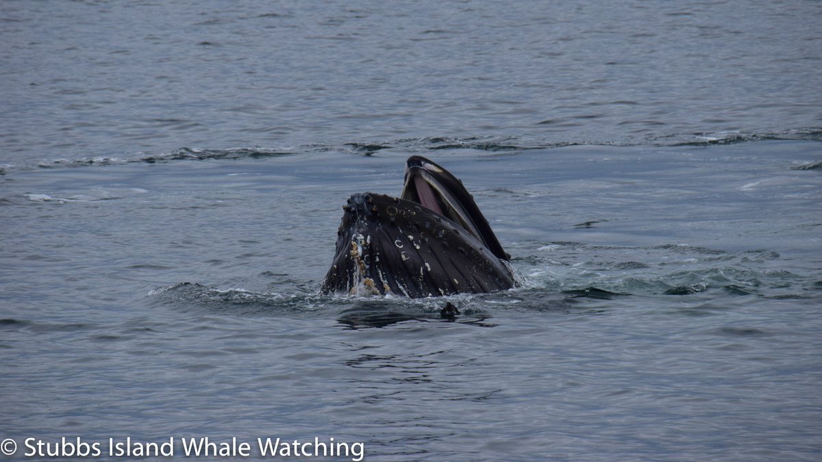 Trap feeding, as pictured here, is a feeding behaviour in #HumpbackWhales that has only been documented in the population around Northeast #VancouverIsland. #whalewatching #coolfacts #telegraphcove #stubbsisland stubbs-island.com