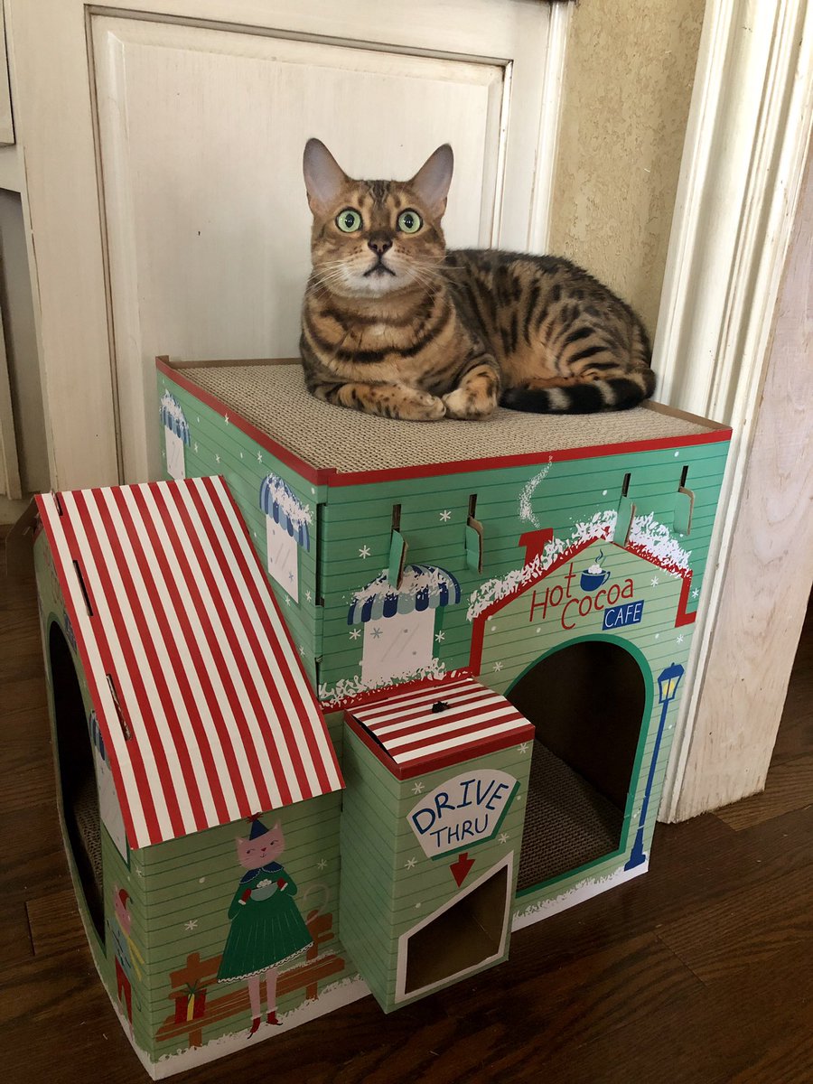 alexacoman's tweet image. Welcome to Marley’s hot cocoa cafe! @catsofinstagram #twitterweek