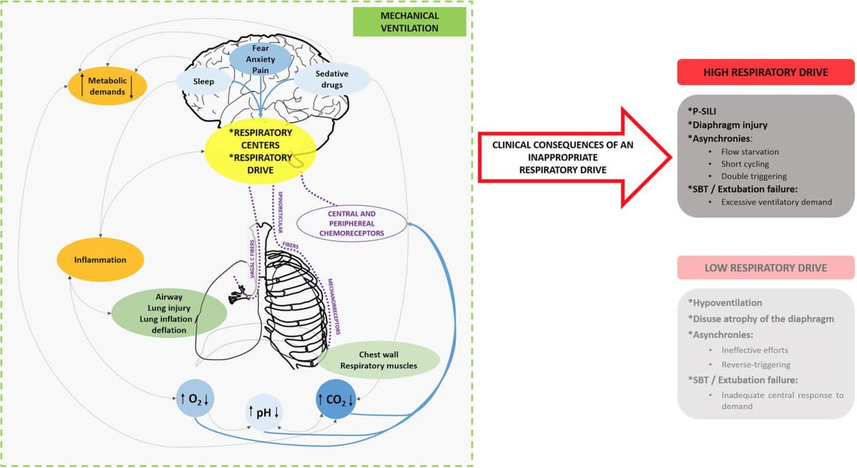 Respiratory drive: drivers, diagnosis, and harms! Read free, full text article, open access @ goo.gl/Xcwnzh 
<a href="/ESICM/">ESICM</a> <a href="/Dr_Cit/">Giuseppe Citerio</a> <a href="/ClinMedJournals/">Springer Medicine</a>