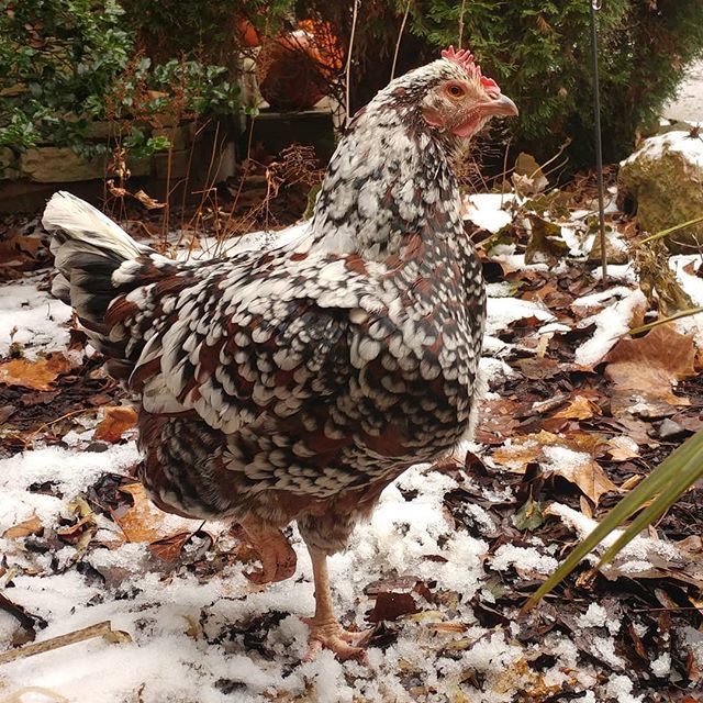 PamsBackyard's tweet photo. Pretty Peepers! She's blending with the snow nowadays. #pamsbackyardchickens #speckledsussex #backyardchickens #backyardflock #instachicken #chickensofig #chickensofinstagram #hens #hensofinstagram #henstagram #poultrypose #poultryofinstagram https://t.co/J7DYzNX1fG https://t.co/DJ2v0oxMhy