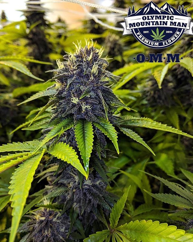 Ultimate Purple - indica: The Purps X Purple Urkle X Granddaddy Purple X Grape Ape X SR71 Purple Kush strains. •
•
•
•
•
#ultimatepurple #OMMF #ommfarm #olympicmountainmanfarm #WAgrown #benzofarms #pnwstoners #pnw #portangelesstoners #washingtons… ift.tt/2zK1Iy5
