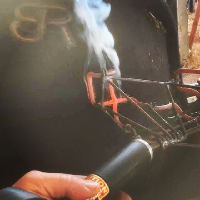 Our first UltraBrangus bulls are branded, ready to go. Excited to offer these raised by our cooperator Cowling Farms. You can travel the country to find this caliber of genetics or visit Ben Lomond, AR. Over 50 Angus, UltraBrangus, Brangus, Red Brangus bulls available.#gobrangus