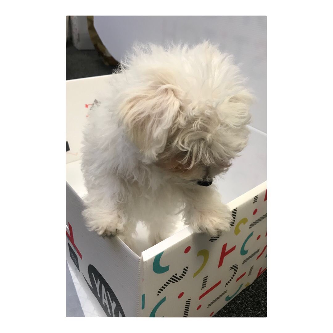 All we want for Christmas is Georgie! She's the newest member of the ShortStitch team 🐾 ❤️ #dogsoftwitter