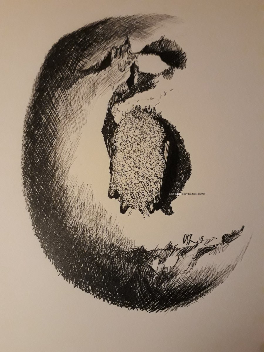 BZIllustrations's tweet photo. I'm a bit late to the #ArtAdventCalendar party, so here's day 1 - 4 hibernating bats pen and ink. #batvent #lovebats 🎄🦇🎄 https://t.co/fumjCrQ0fD