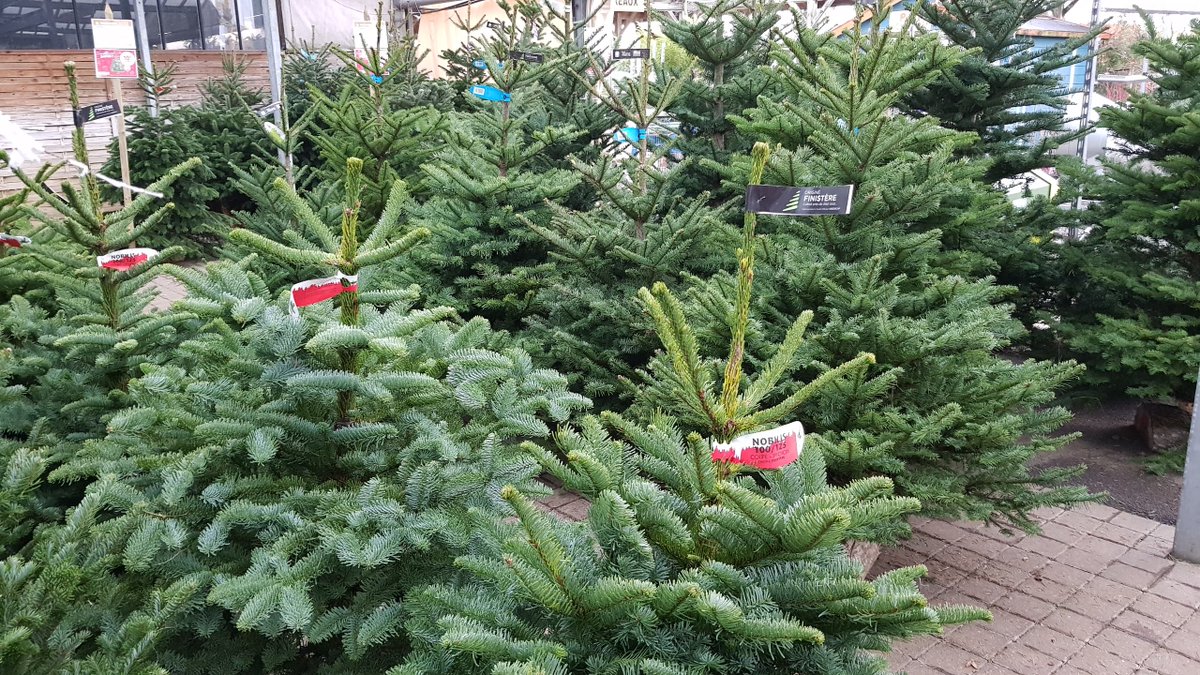 Dessin Noel: Sapin De Noel Nordmann Conservation Dessin Noel: Sapin De Noel Nordmann Conservation