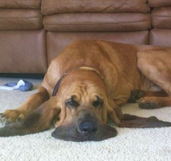 What Are Jowls For Dog