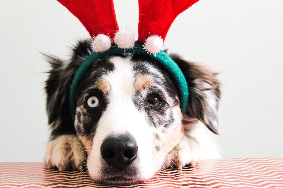 VerandaBeachWA's tweet photo. Want to get away for the holidays but don't want to leave Fido at home? Good news - we have pet-friendly rentals! Come down for Christmas at #verandabeach with the family, fur kids included! https://t.co/KKmou80C6n https://t.co/jaOQeJUKI1