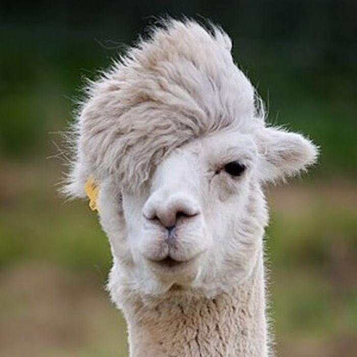 Alpaca Fact 1: The main difference between Alpacas and Llamas is that Alpacas are not design to carry weight, so you cannot ride them or use them as pack animals #ALECvsALPACA #SaveShadowhunters