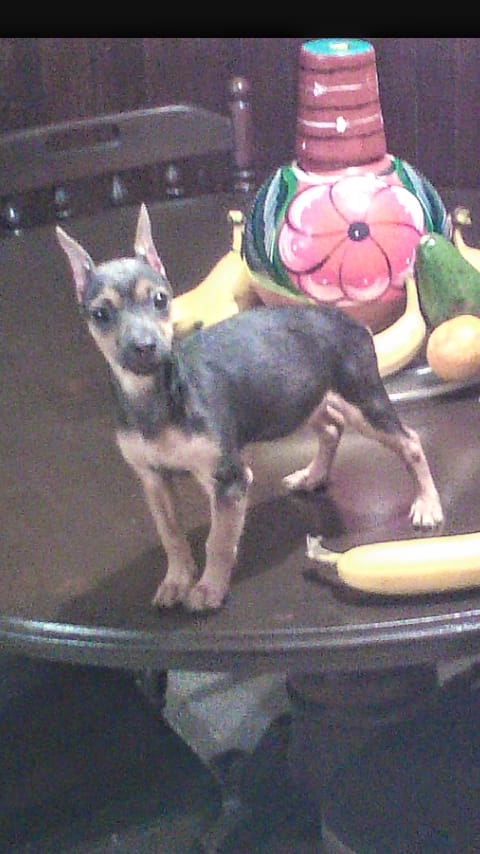 TOPDOG_mx tweet picture