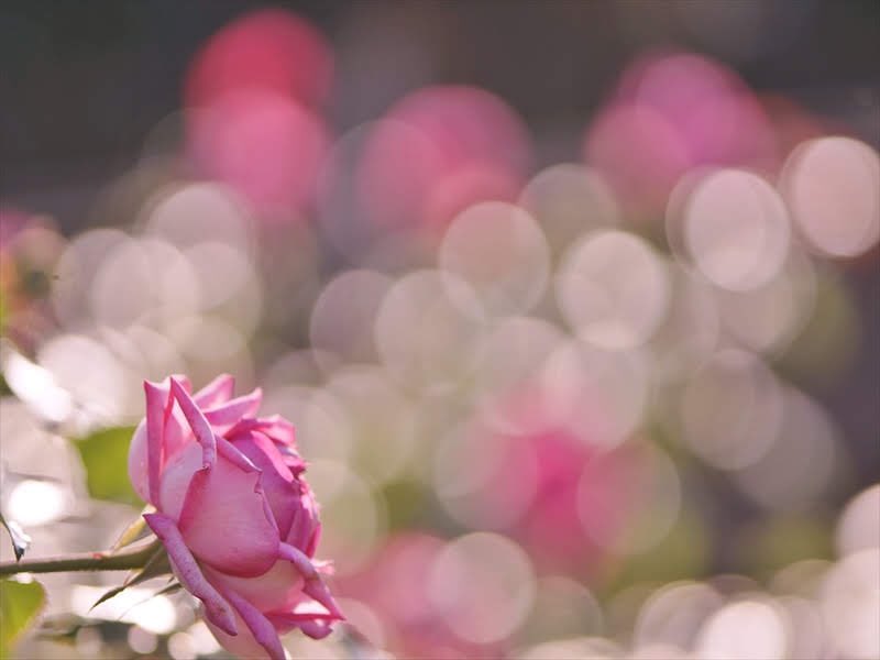 nrkgt999's tweet photo. おはようございます
この時期薔薇は遅くて少ししか咲いていなかったので
背景を玉ボケとしました

明るい華やかな玉ボケを
クリックして見てください
#ファインダー越の私の世界 
#茨木若園公園 #薔薇 #バラ 

https://t.co/SwadA0K9lC https://t.co/wPfwSe78qW