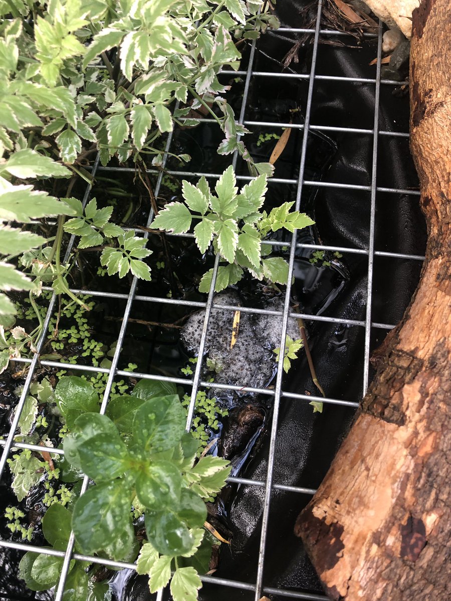 CPSEmus2018's tweet photo. @jodirowley we have frog eggs in our pond now! What type of frogs do you think they are? https://t.co/WgC6GjiIdg