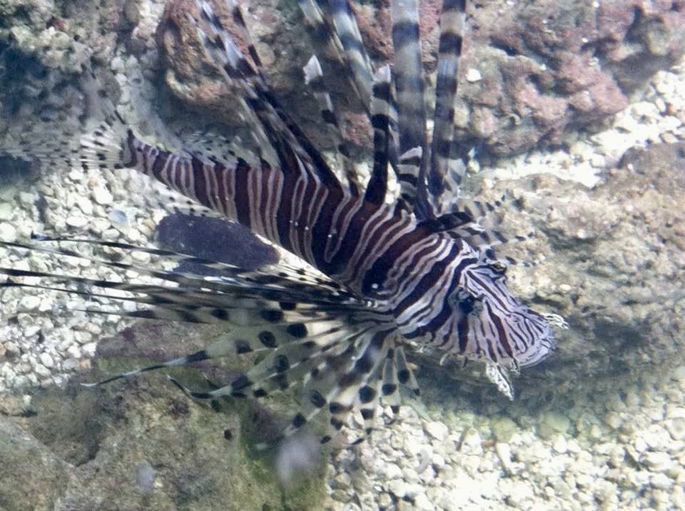 Enjoy the Magic &amp; the Serenity of the Undersea World in your office or at home.