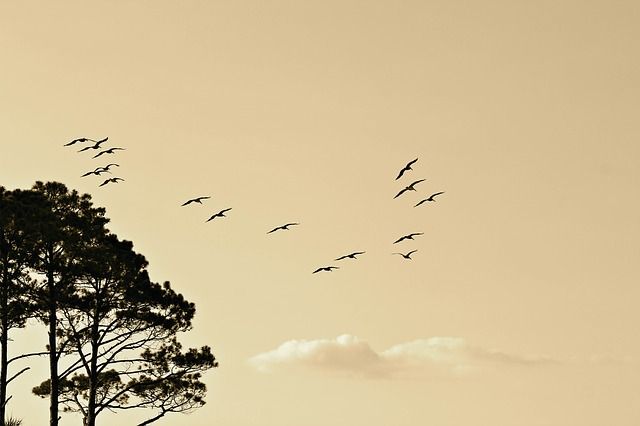 CrackTheSpine's tweet photo. Hello, migration—bird after bird
pushing the wind around.
"For Your Essay, Compare the Sky to a River"
Poetry by Rob Carney
Crack the Spine | “Routine” Anthology
https://t.co/HwhXTlx41O
#poetry #poet #poem #poetrycommunity #anthology #book #giftforreader #litmag #literary https://t.co/oMdnxlxvze