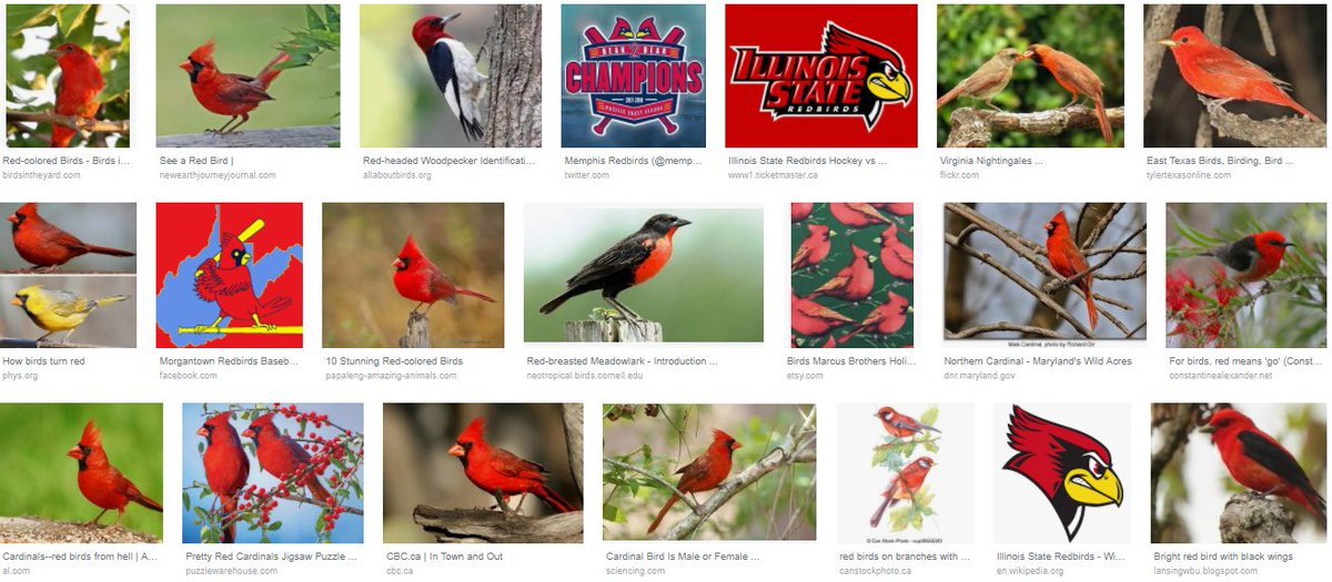 kanuraGB's tweet photo. @BURUNDIPATRIOTE @bbcafrique @BBCNews @Umuvugakuri @bugarama124 @afpfr @lemondefr #Twenga #informBBC that these birds are naturally red!
#TwengaFakenewsBBC https://t.co/cBQ2RYcZG6