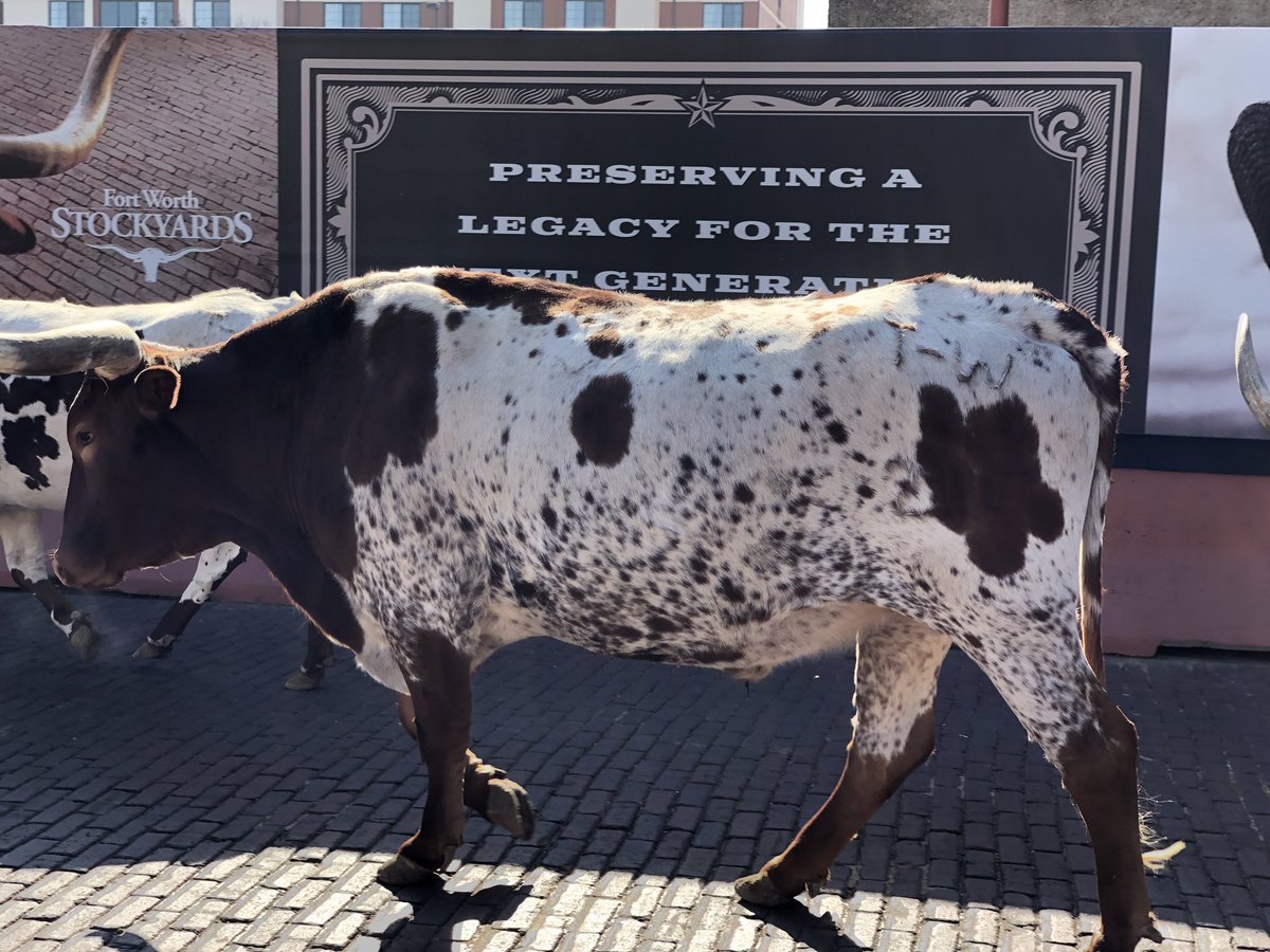ChrisButlerSC's tweet photo. #fortworthstockyard  what a fun day! #texas #chrisbutlerlive #SouthCarolina https://t.co/ORb5NcsBHH
