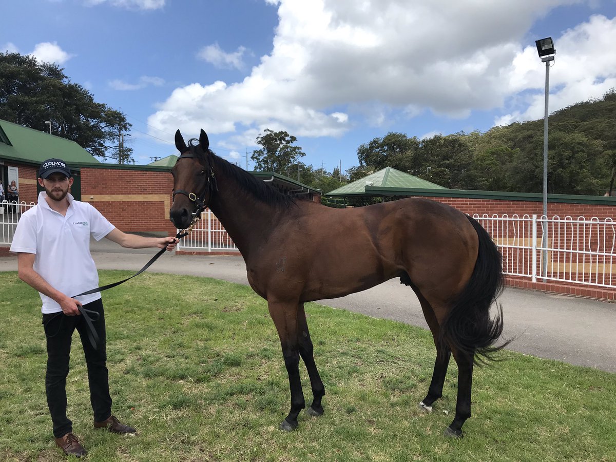TripleCrownSynd's tweet photo. THAT SONG looks very pleased with himself after taking the opener at @gossytrack for the @lindsayparkrace team and a great ride from Tim Clark! Congratulations to his owners! #Winner #GoTheRed https://t.co/kwSLotDwn5