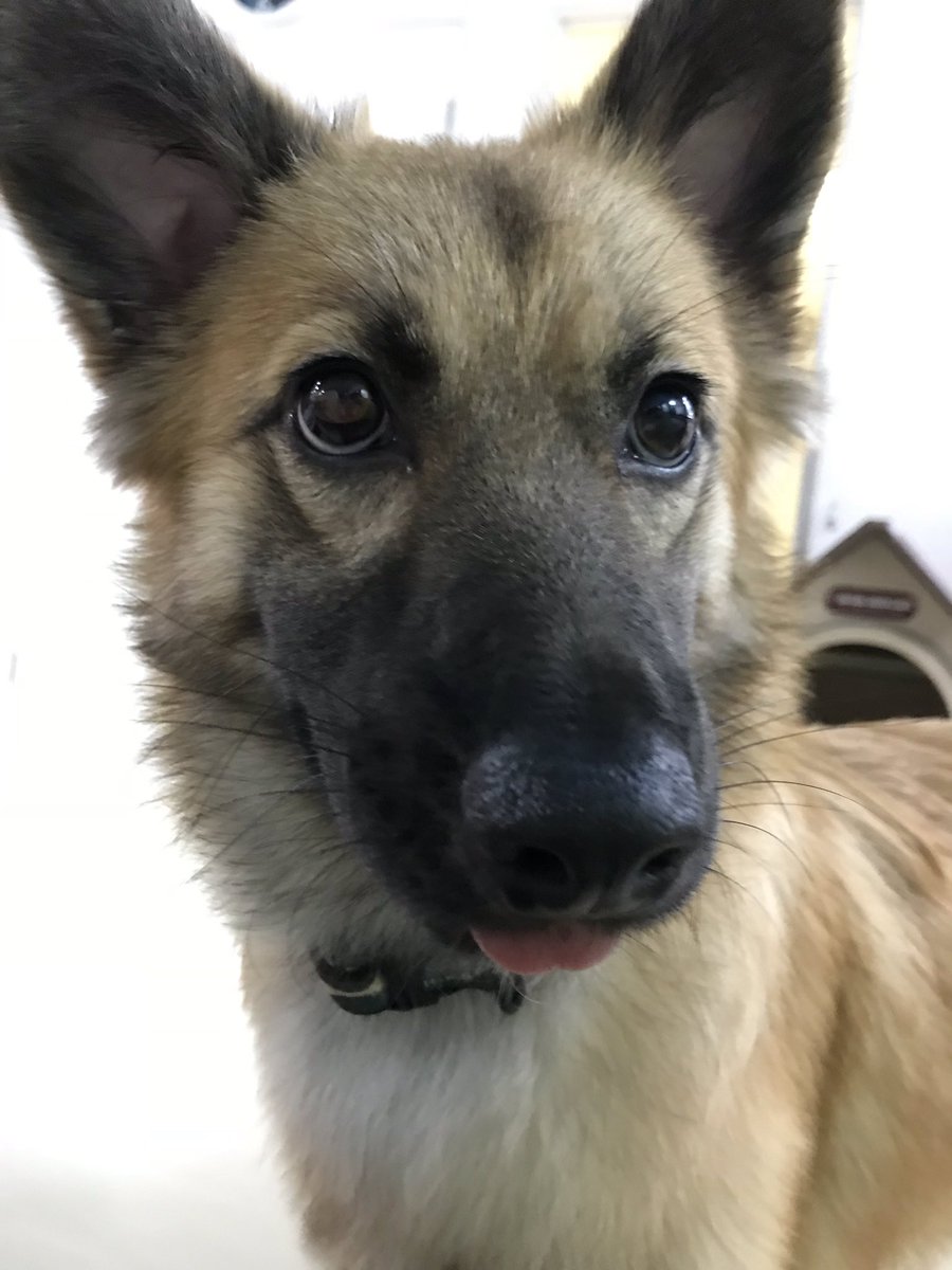 迷子犬を探しています Pa6o4ldp6z1ltxd Twitter