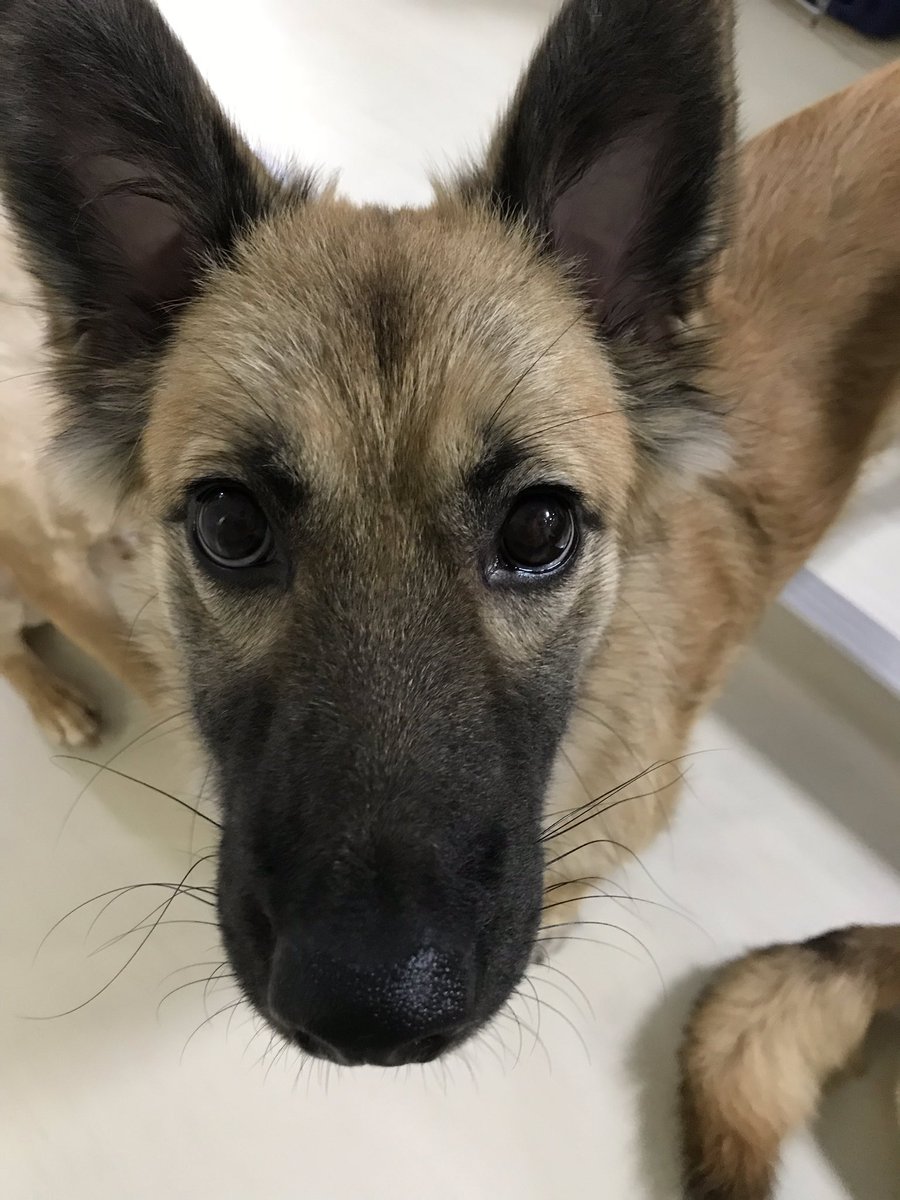 迷子犬を探しています Pa6o4ldp6z1ltxd Twitter