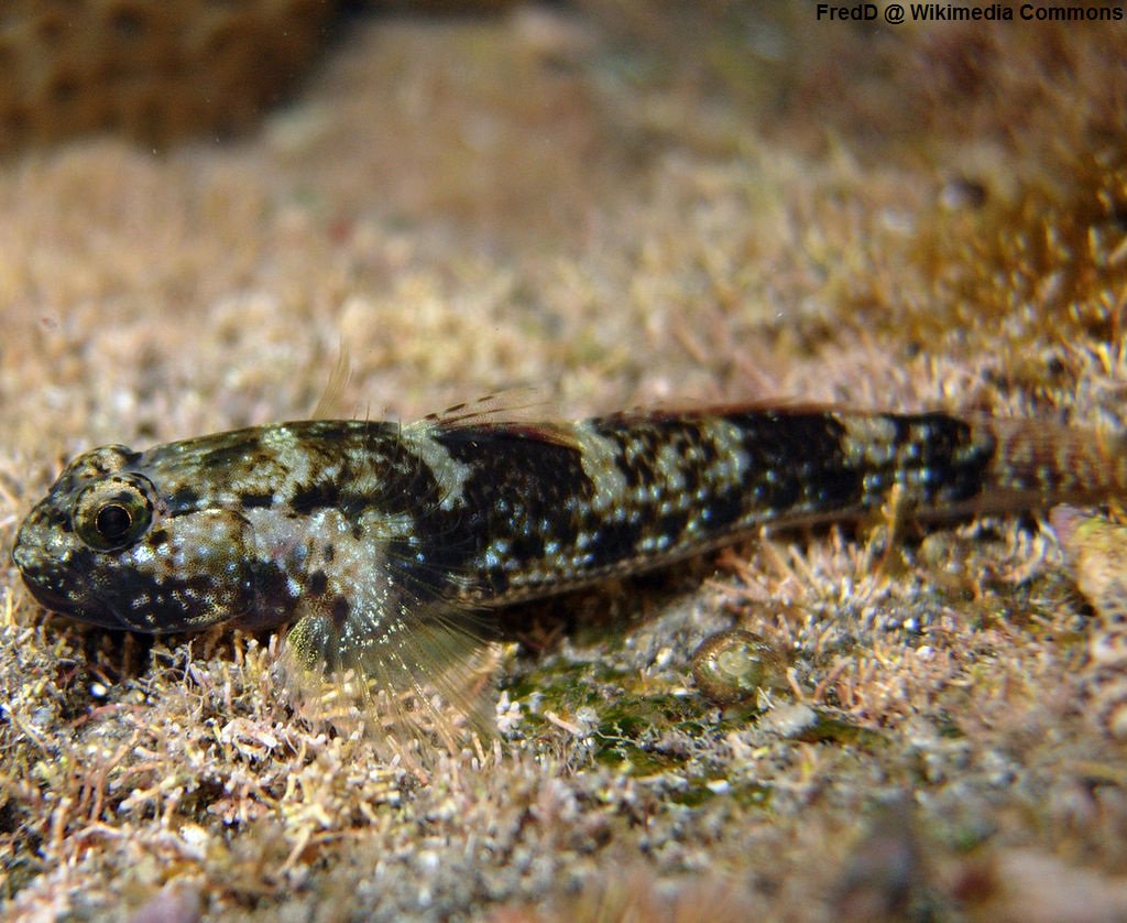 AnimBehav's tweet image. Many of our members research behaviour in captive animals. Perhaps they will pay extra attention to this article, which shows that captive environmental #enrichment can affect learning ability in gobies: 
link.springer.com/article/10.100… #animalbehaviour #cognition