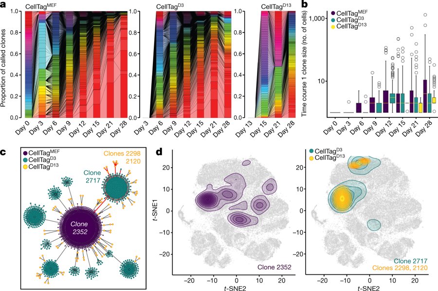 mmw_lmw's tweet photo. #Direct_Lineage_ReProgramming | #CellTagging to capture clonal history and identity | Fibroblast to Endoderm Progenitor | Samantha Morris @WUSTL @Nature https://t.co/TXrQ59q9ck https://t.co/OZY2tZ0BK7