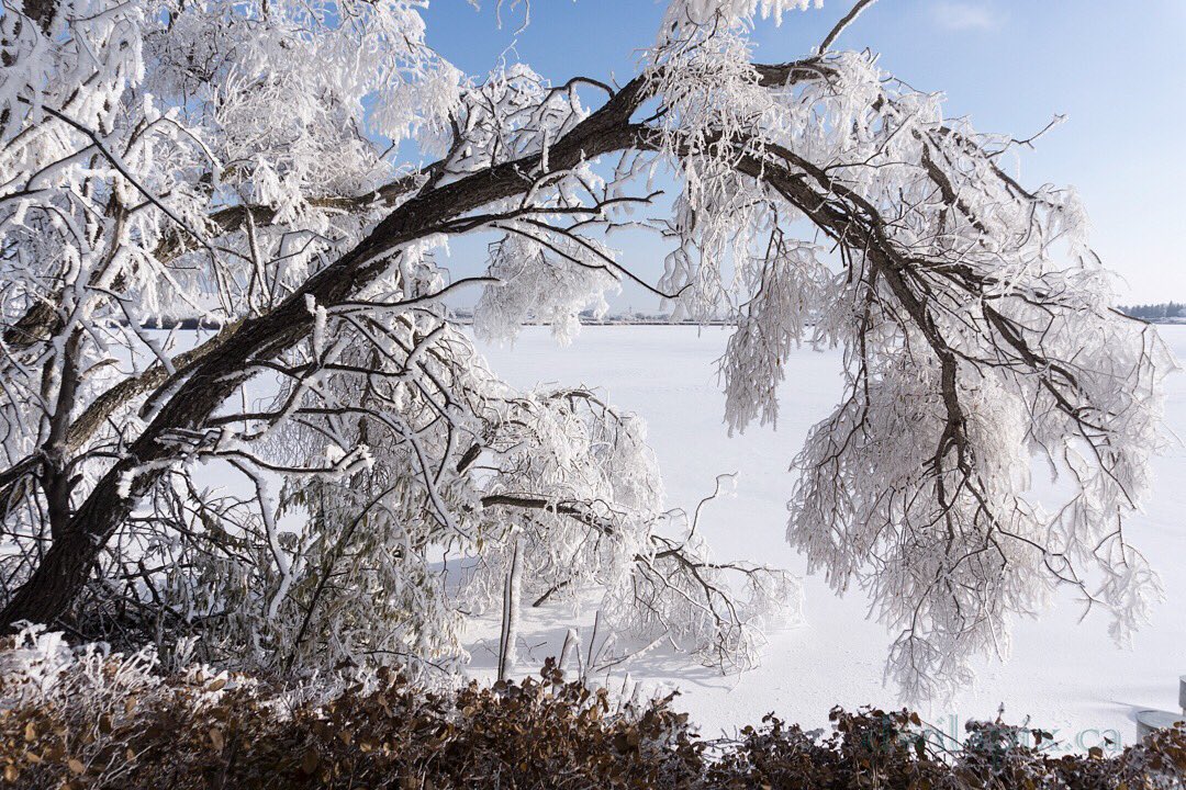 dwilapix's tweet photo. Rime ice on a sunny day. π Pretty spectacular!βοΈ
#snow #snowy #snowday #hoarfrost #frosty #frostymorning #raw_capture #pocket_allnature #loves_canada #winterscene #best_landscape #treestagram #loves_treesbest #raw_trees #bns_trees #tv_trees #infinity_shotz #master_shotz https://t.co/IL5i6g38TW
