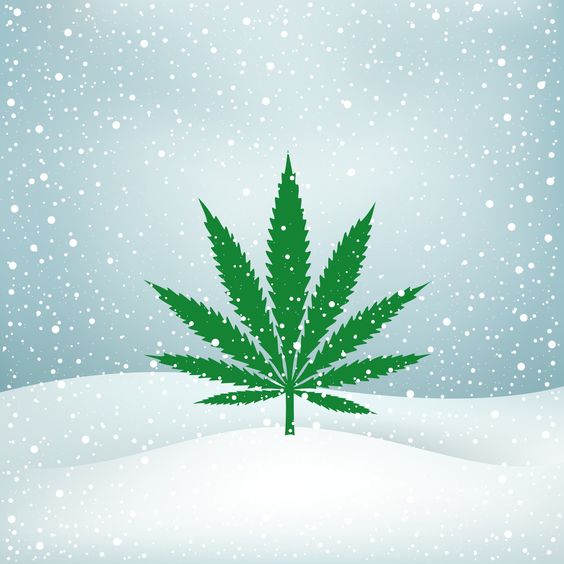 TheAmsterdamCo2's tweet photo. Winter Cannabis! #TheAmsterdamCompany #HolidaySeason #CannabisHoliday #CannabisCommunity #VapeCommunity #Edibles #Flowers #Concentrates #Marijuana #THC #CBD #TAC #AmsterdamHighInUS https://t.co/9k0Vt9rXZH