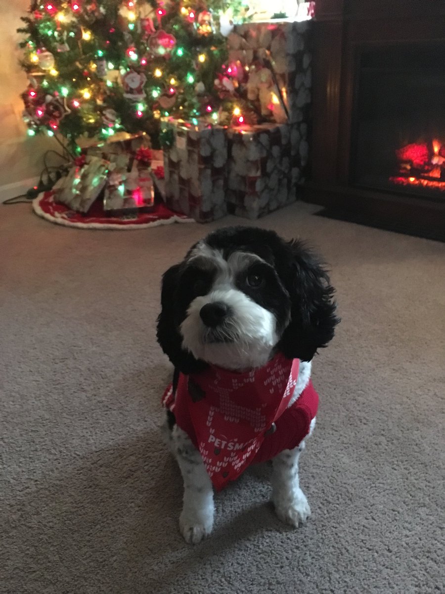 Miss Bella wishes you all Merry Christmas 🎄