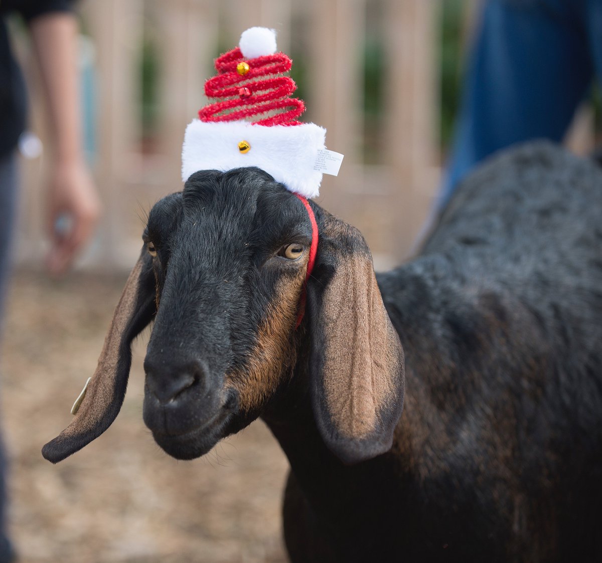 calpolypomona's tweet image. Which CPP goat (or sheep) is the G.O.A.T? 🤔
Vote for your favorite! ⬇️
# 1: Santa Goat 🎅
# 2: Jingle Sheep 🐑
# 3: Festive Elf Goat🎄
