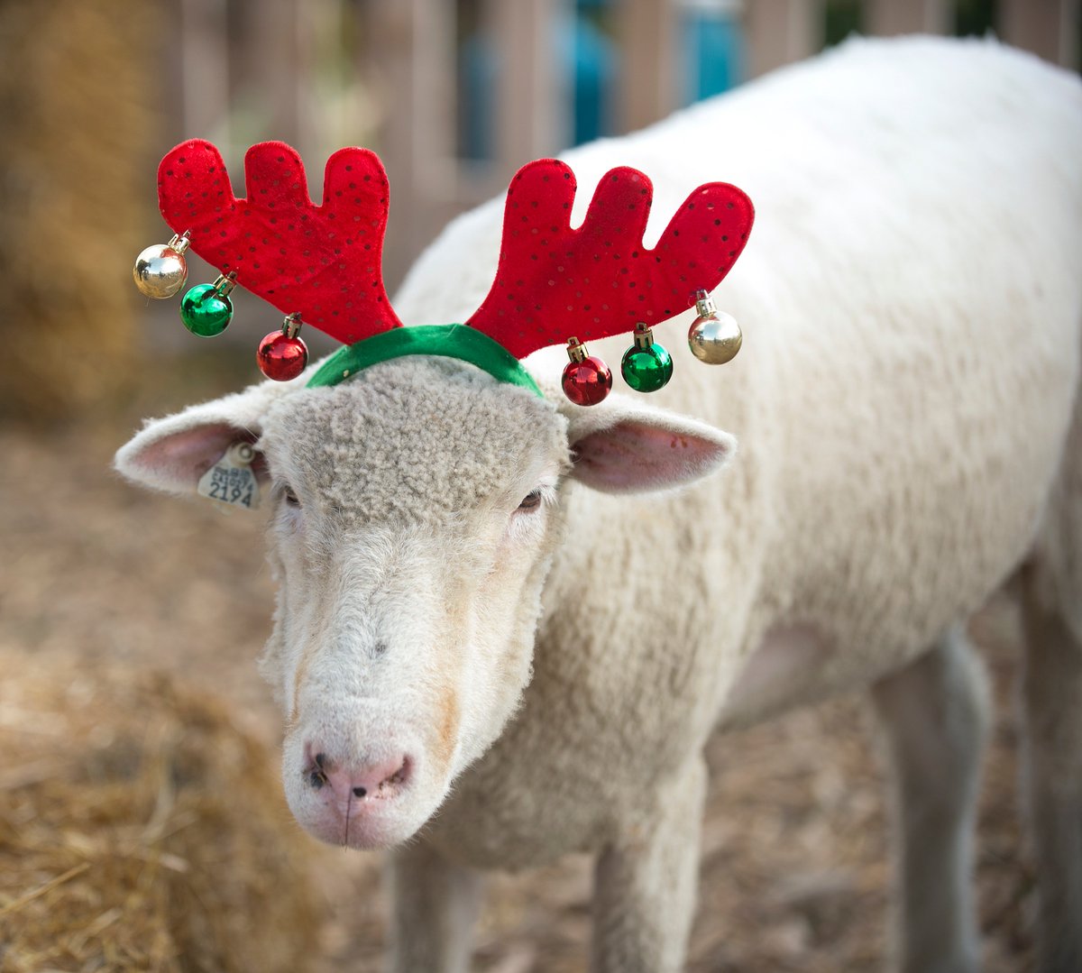 calpolypomona's tweet image. Which CPP goat (or sheep) is the G.O.A.T? 🤔
Vote for your favorite! ⬇️
# 1: Santa Goat 🎅
# 2: Jingle Sheep 🐑
# 3: Festive Elf Goat🎄