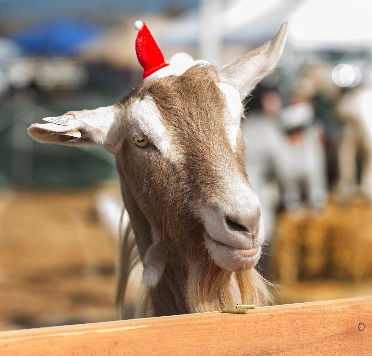 calpolypomona's tweet image. Which CPP goat (or sheep) is the G.O.A.T? 🤔
Vote for your favorite! ⬇️
# 1: Santa Goat 🎅
# 2: Jingle Sheep 🐑
# 3: Festive Elf Goat🎄