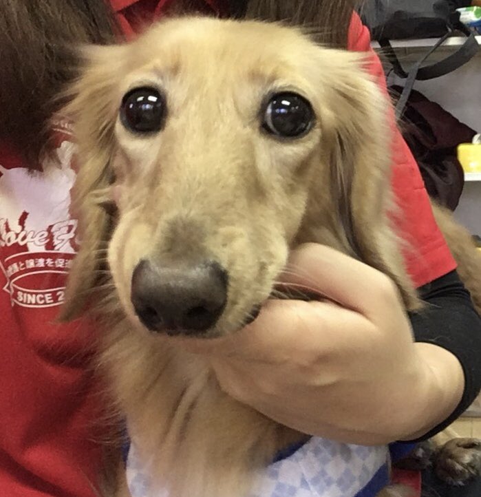 保護犬カフェ 天神橋店 Hogokencafe Ten Twitter