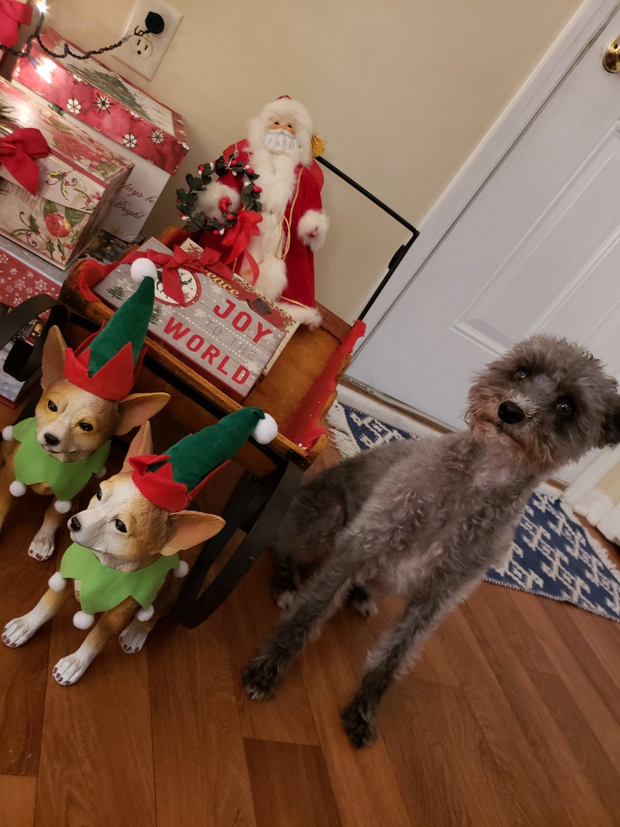 Tucker_Ray2013's tweet photo. I love Christmas!! 20 days until Santa Paws comes! I'm being extra good with hopes he brings my favorite thing... beef jerky!! 🎅🎄 https://t.co/6BLMIOVAeq